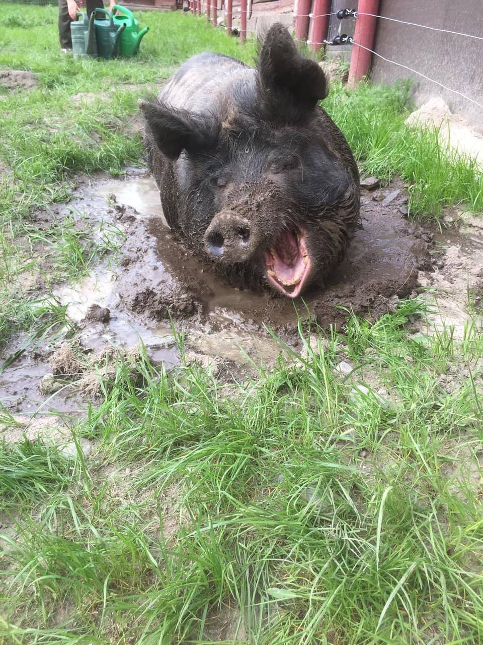 Cozy Garden Atmosphere