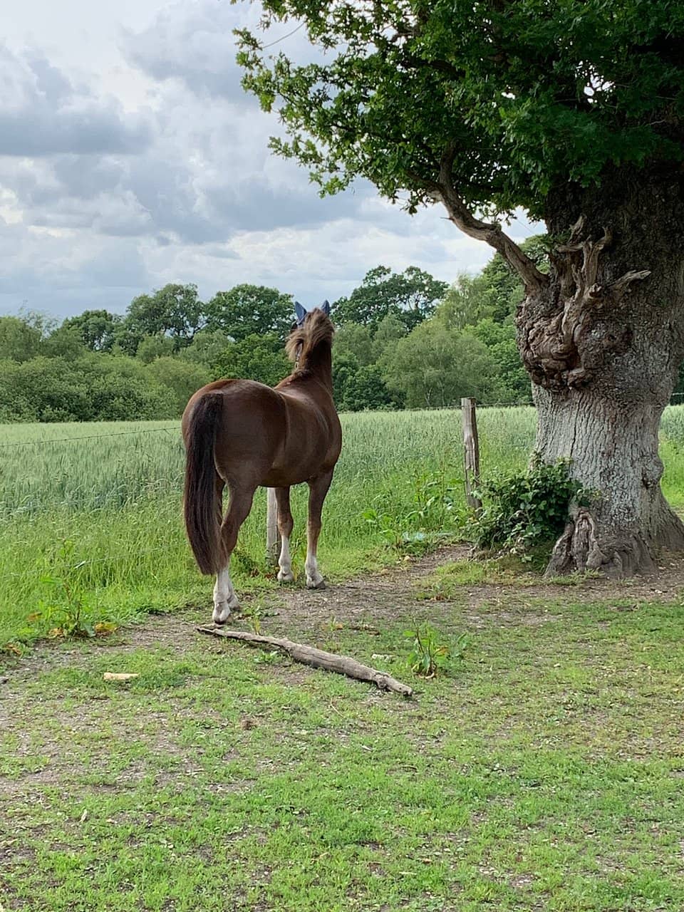 Covered Bridge