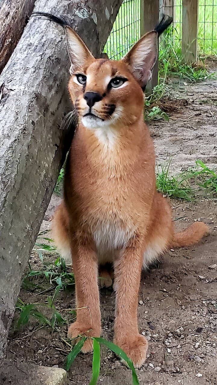 Close-Up Big Cat Encounters