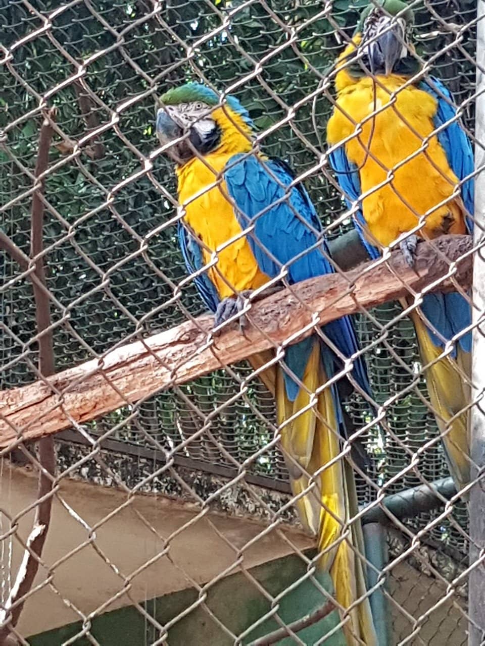 Diverse Animal Collection