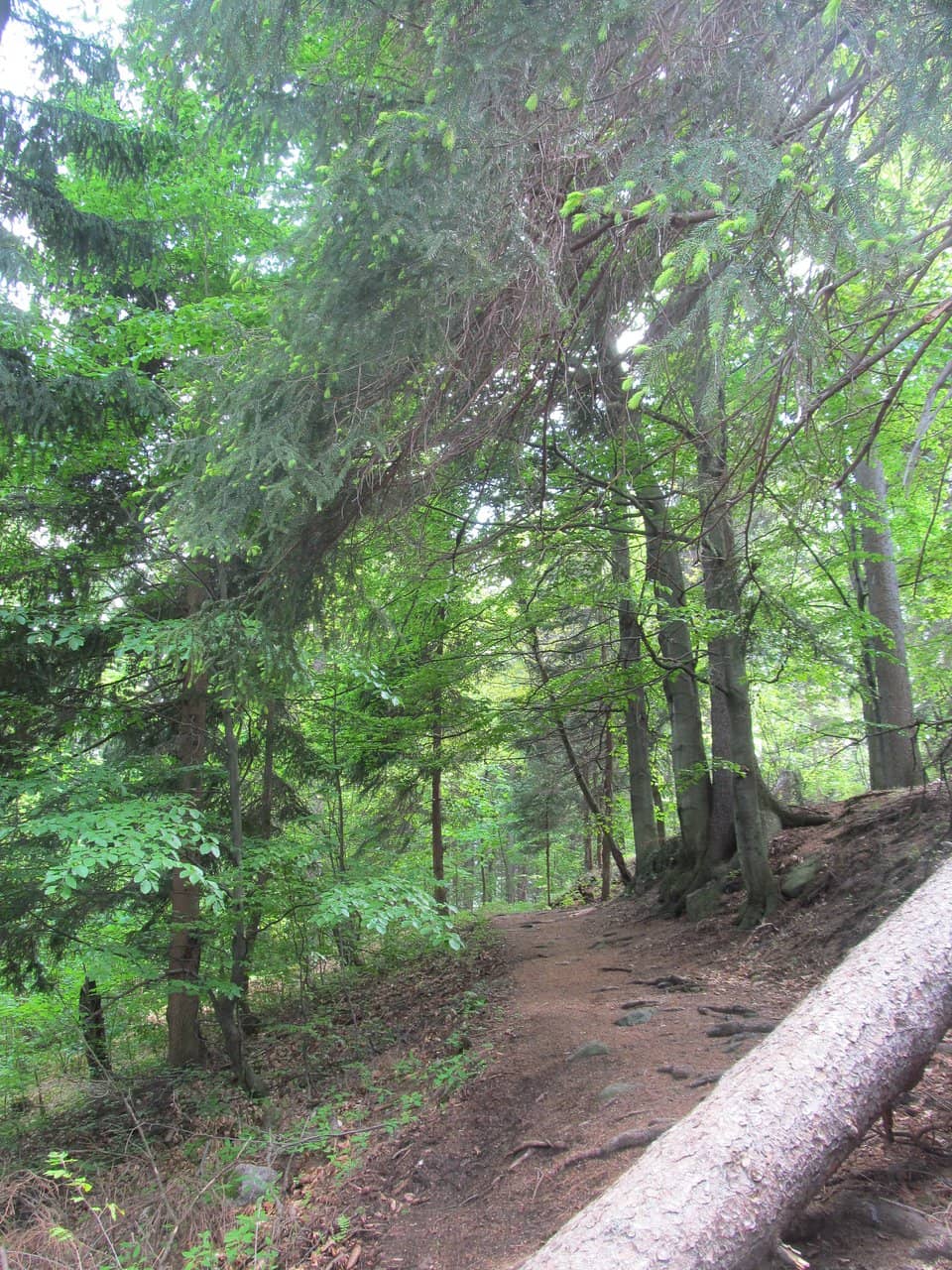 The ~1-Hour Loop Trail