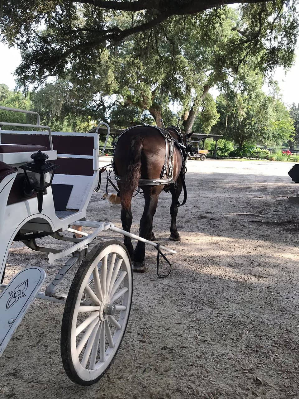 World Equestrian Center (WEC)