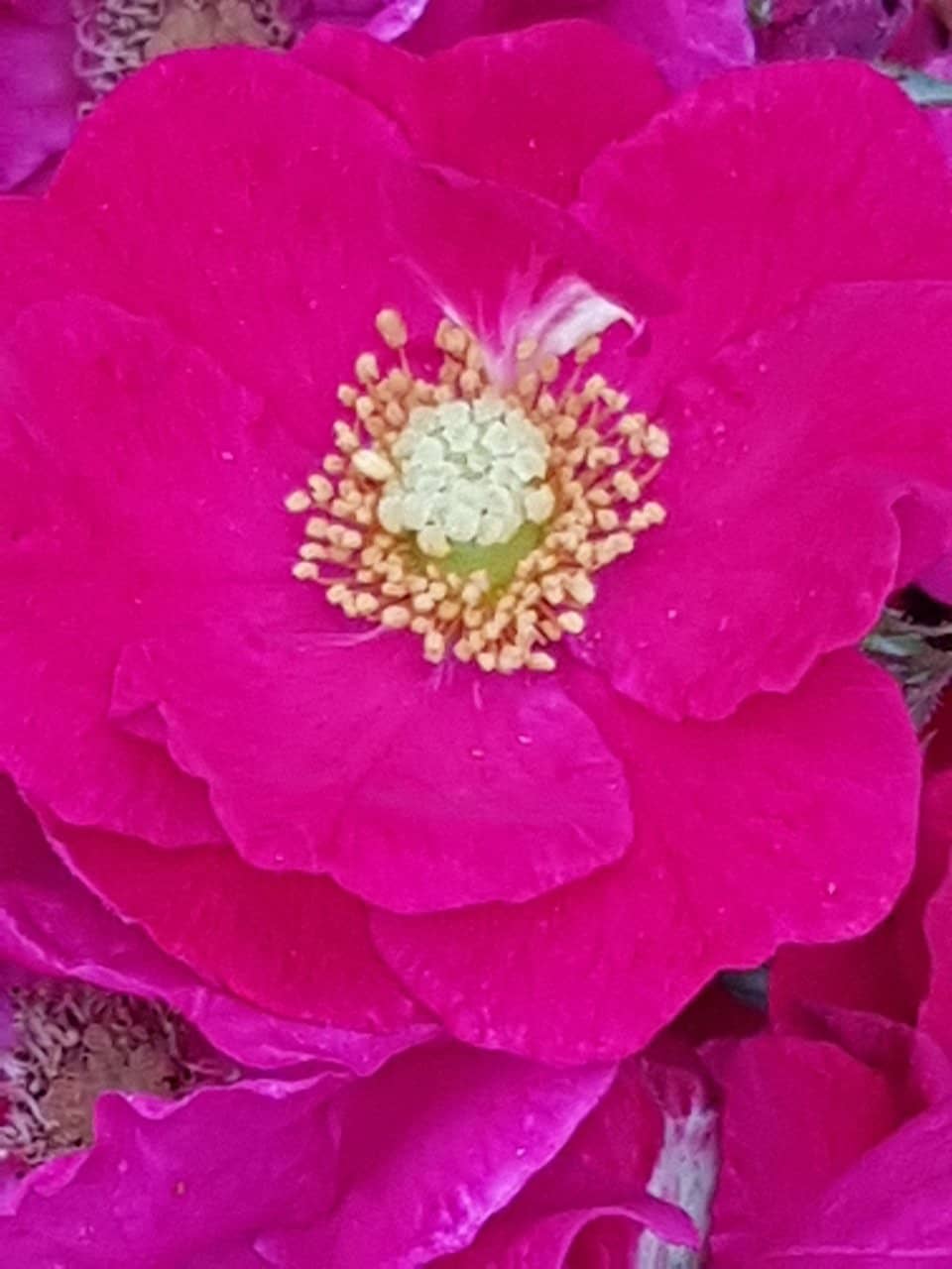 Playground & Picnic Spots