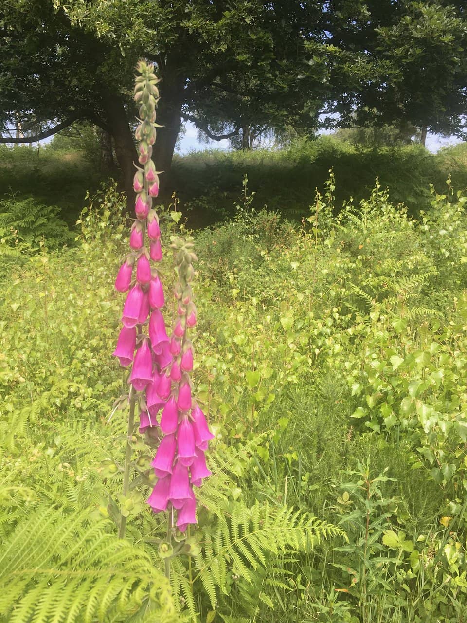 Woodland Trails