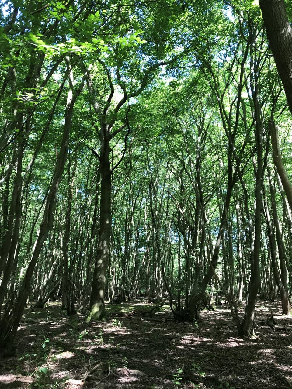 Vertical photo