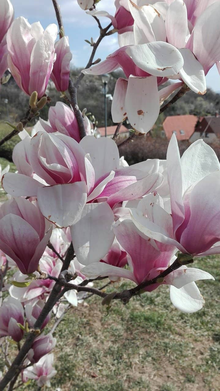 Charming Cafe & Winery