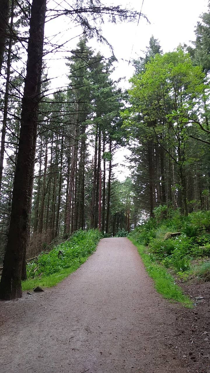 Trees from Five Continents