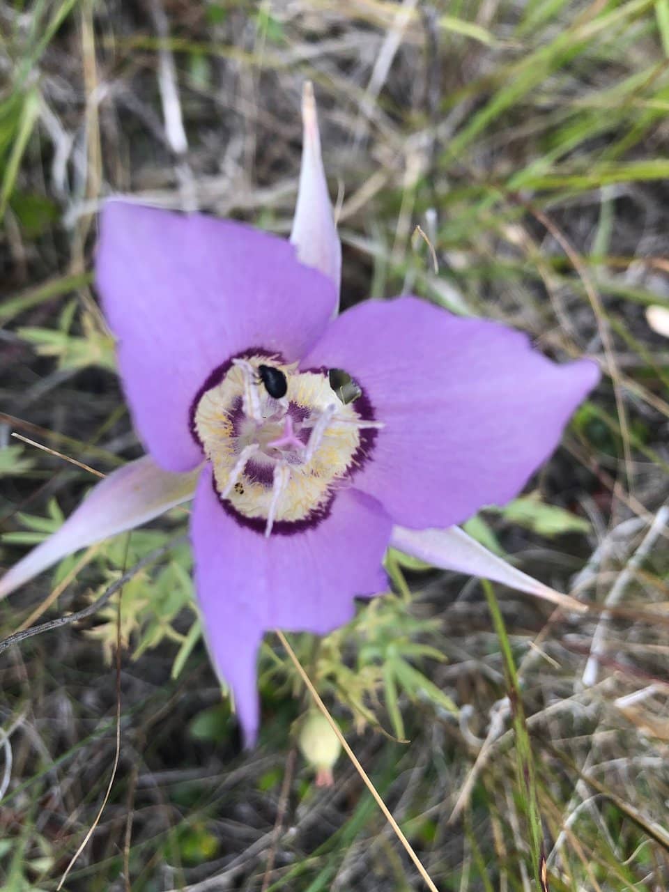 Panoramic Lake Views