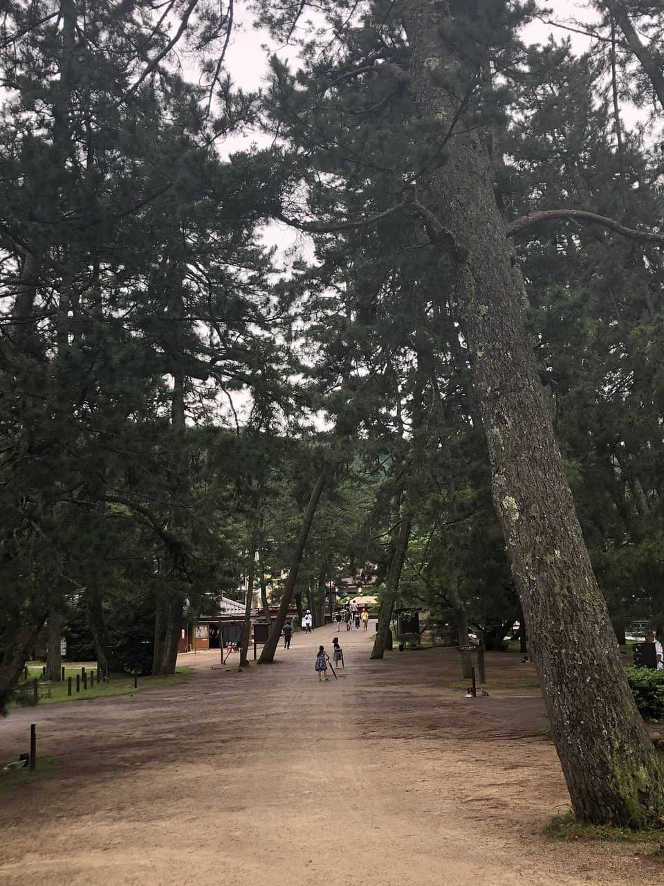 Pine Forest Backdrop