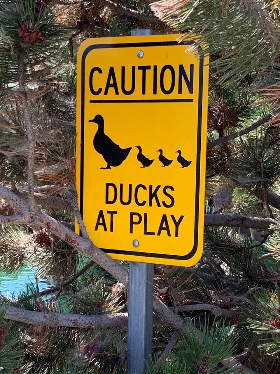 Charming Duck Pond