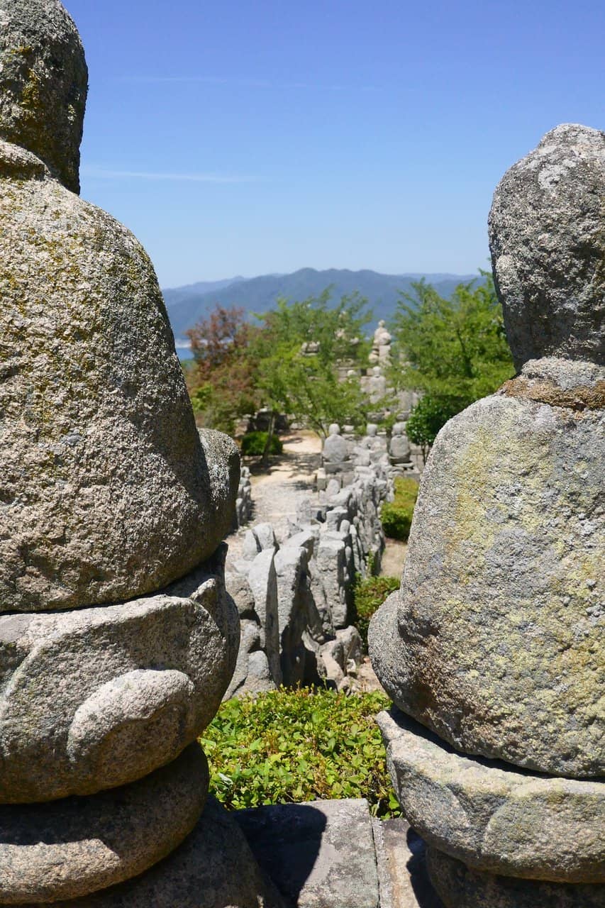 Pyrethrum Flower Fields