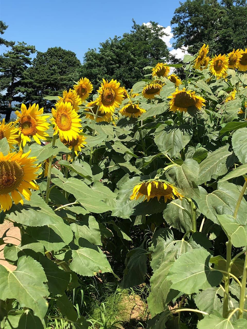 Local Produce and Souvenirs