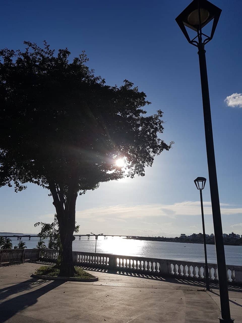 The Iconic Palm Trees