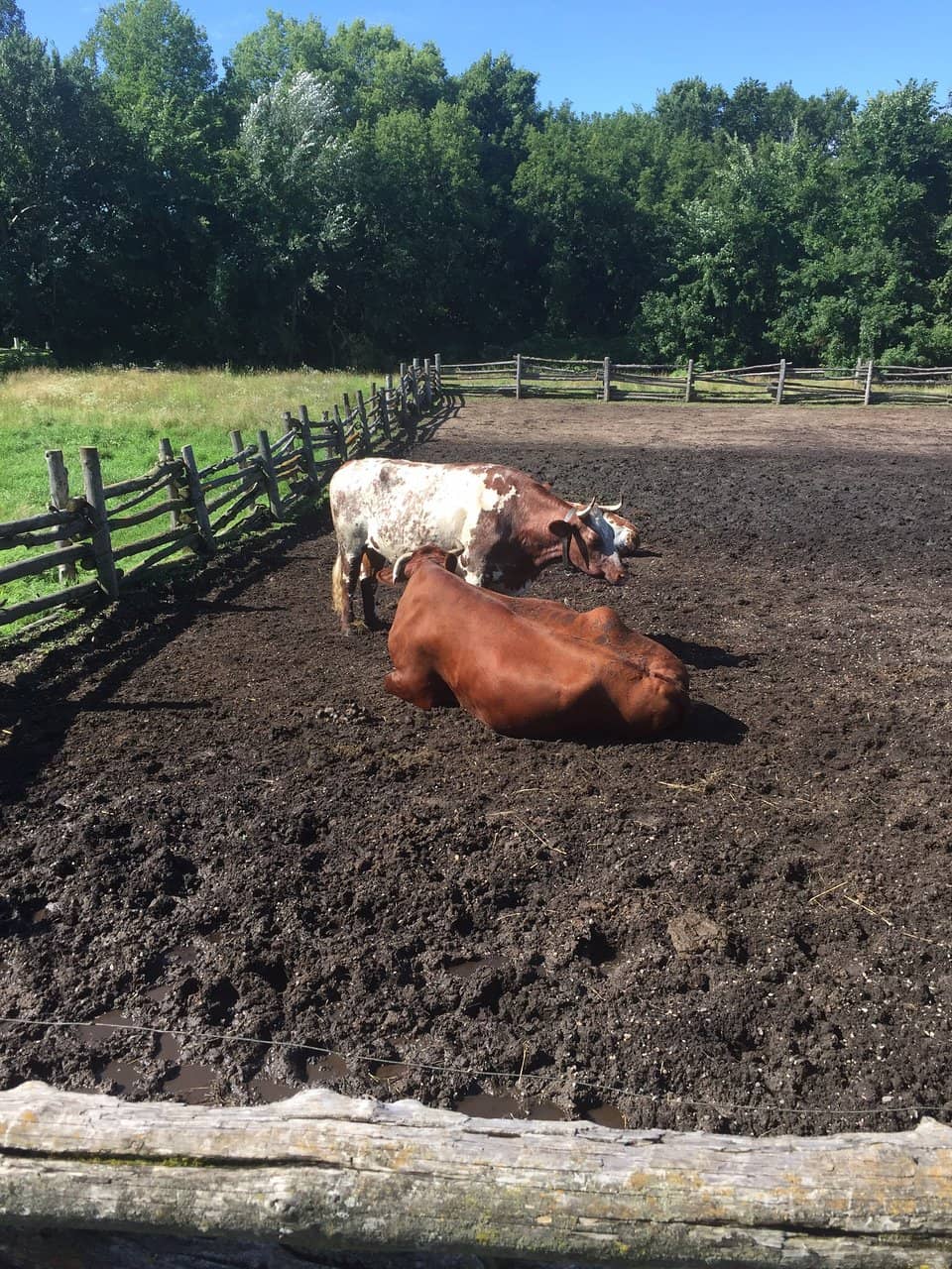 Farm Animals