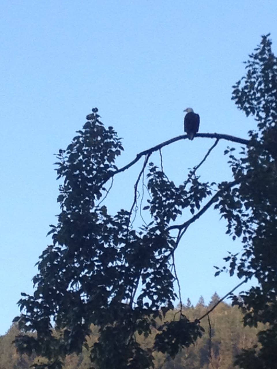 Chilliwack Rib Festival