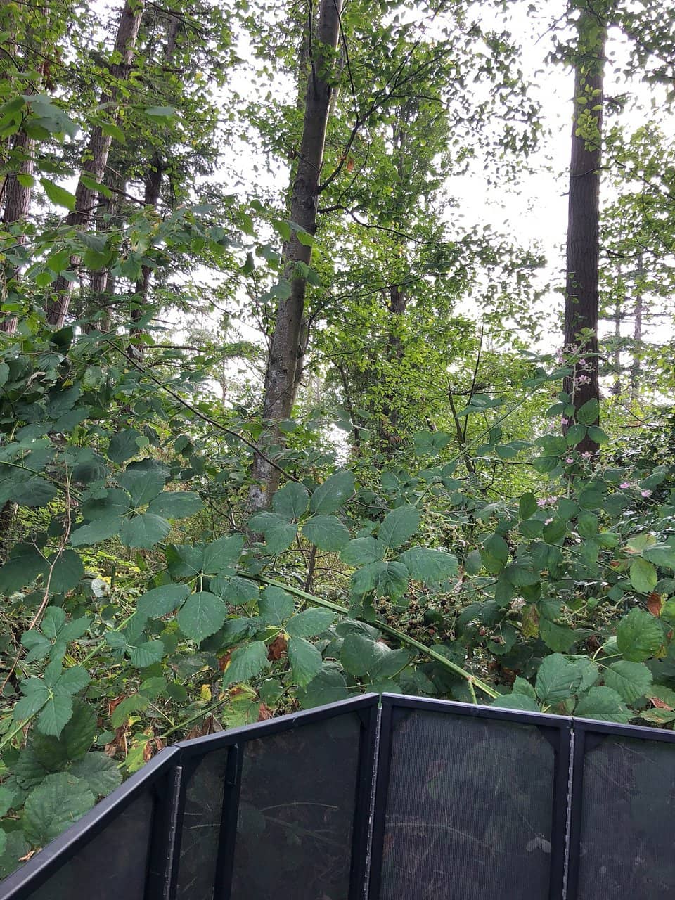 Wildlife Viewing