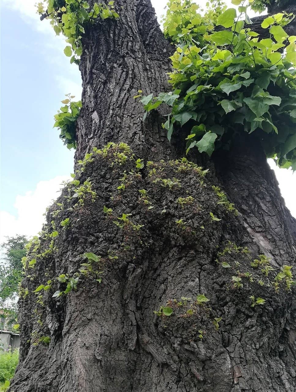 Vertical photo