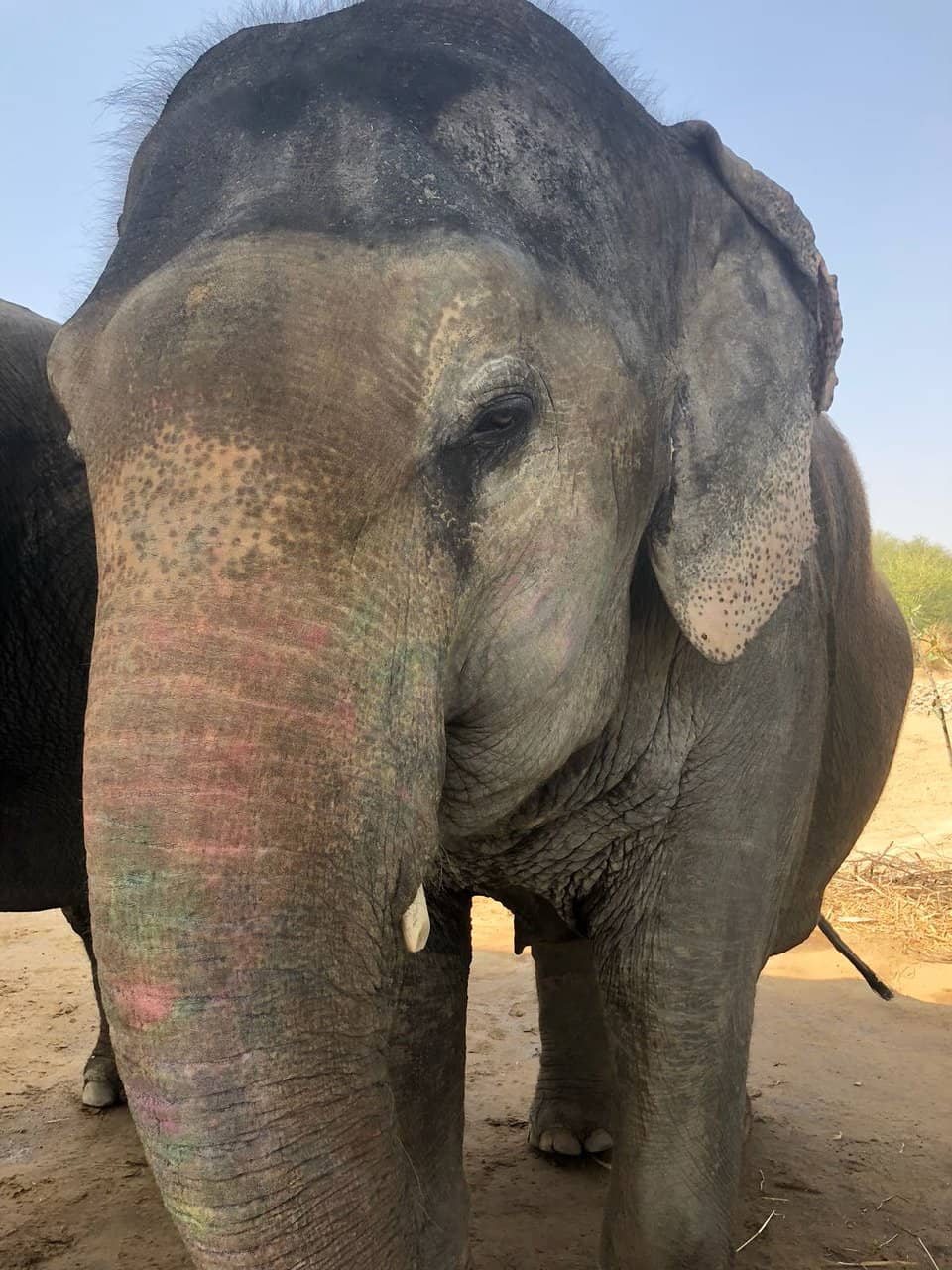 Elephant Bathing Ritual