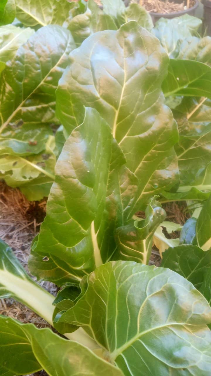 Affordable & High-Quality Cuisine