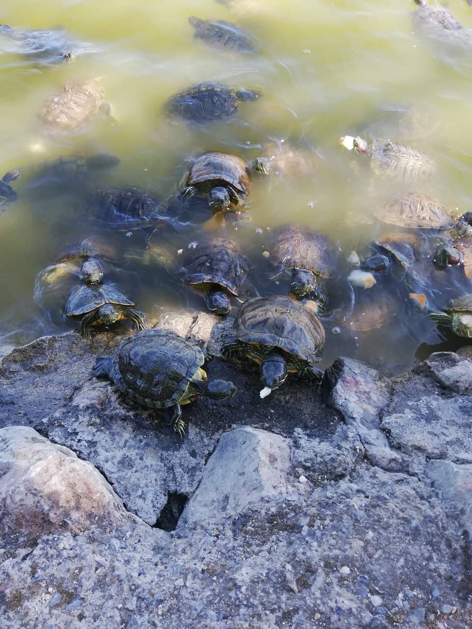 Joy'n Adventure Park