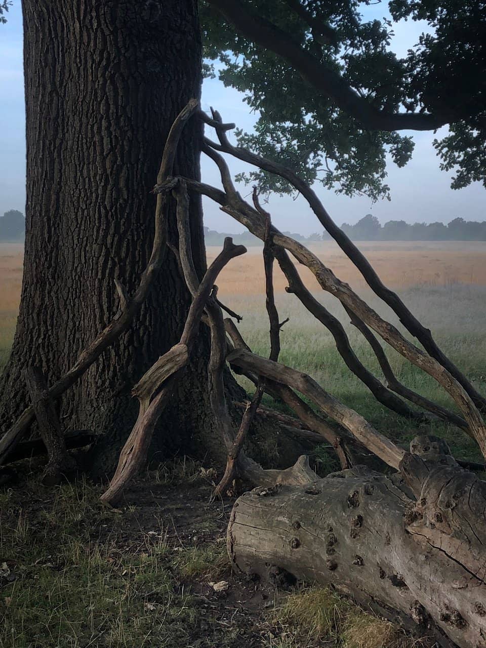 Spacious Green Areas