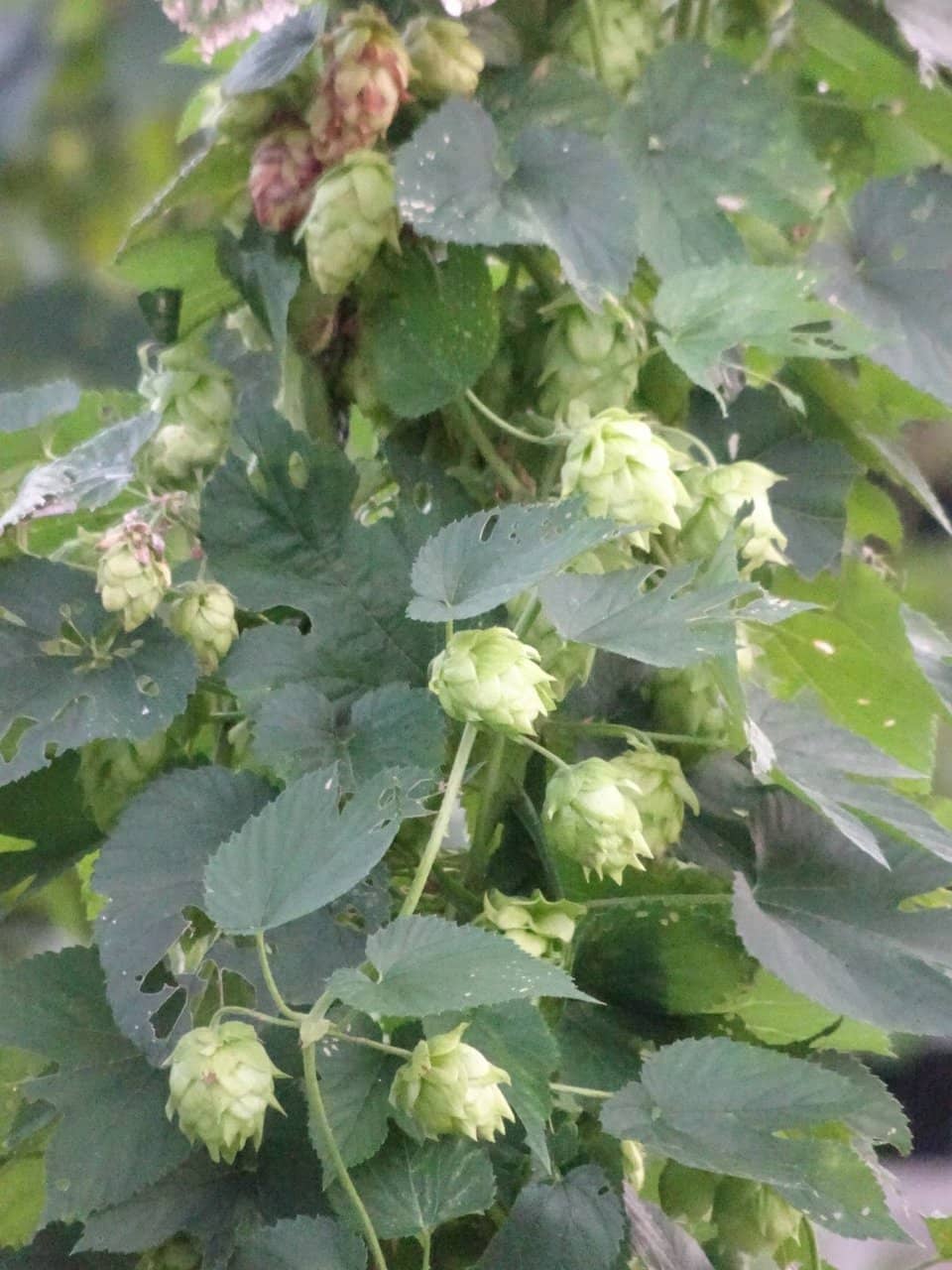 Camp Baird Campground