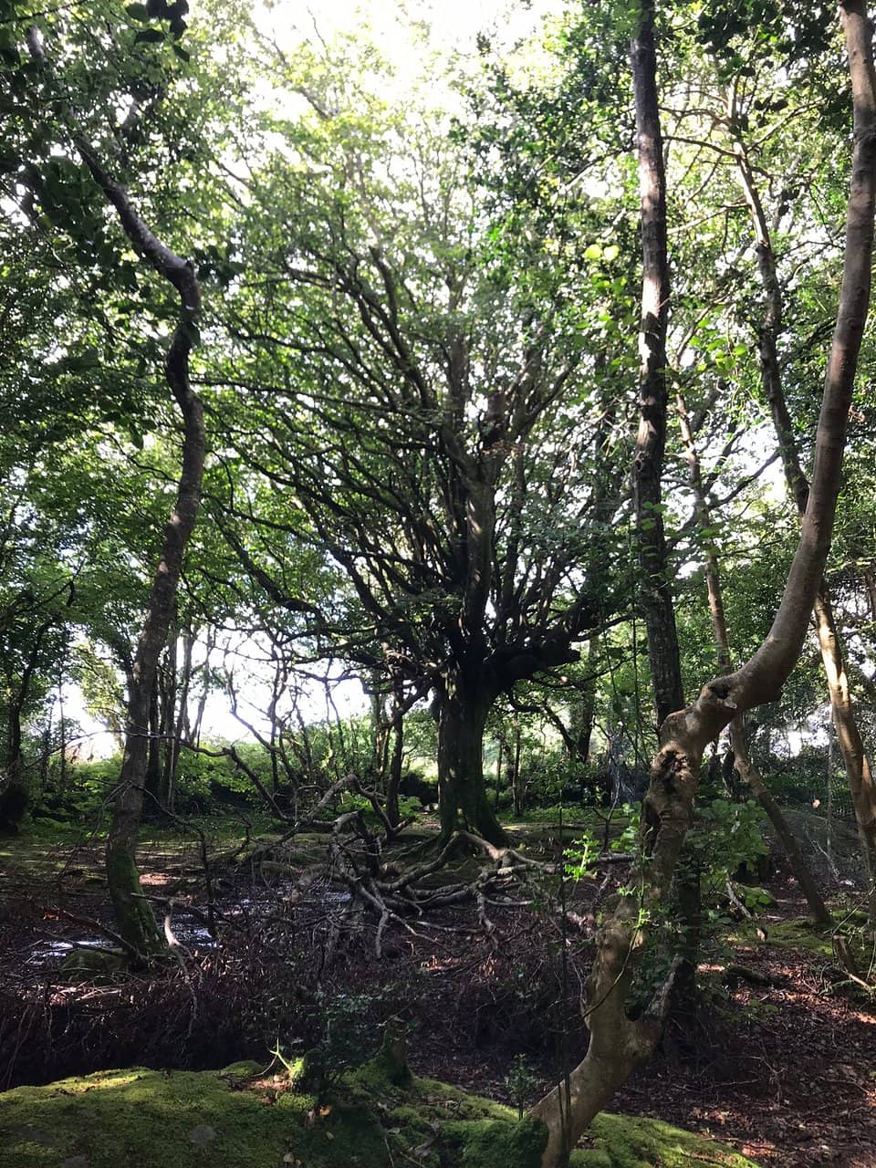 Proximity to Silverstrand Beach