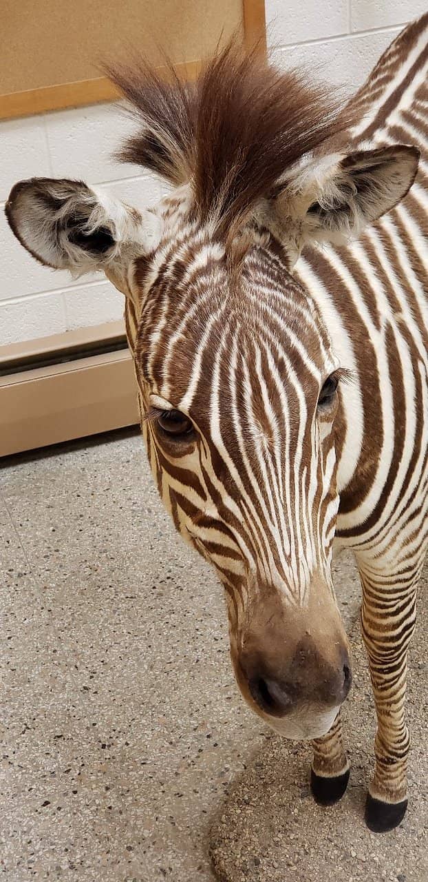 Interactive Scavenger Hunts