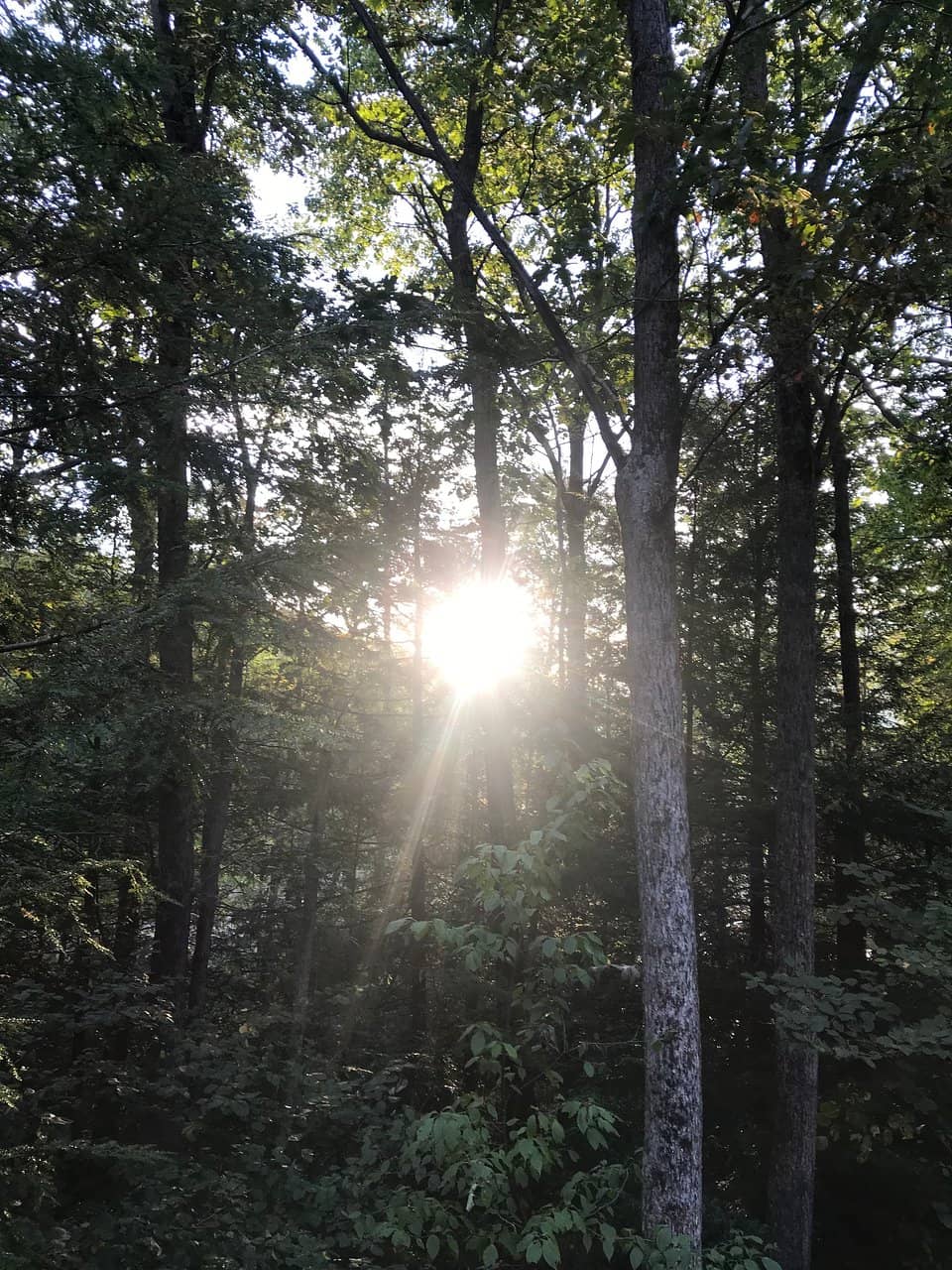 Wagoner Gap Hawk Watch