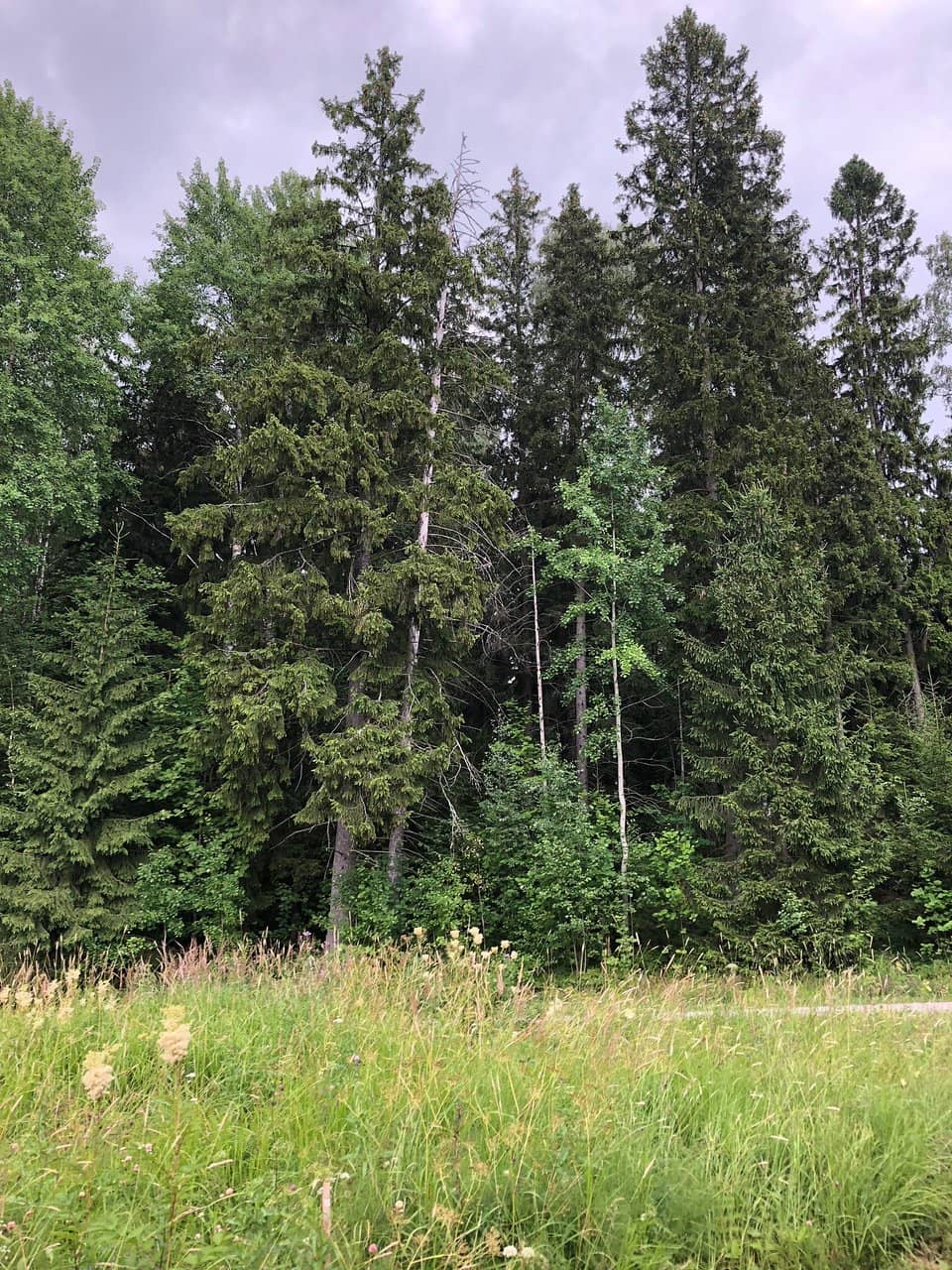 Smoke Sauna Experience