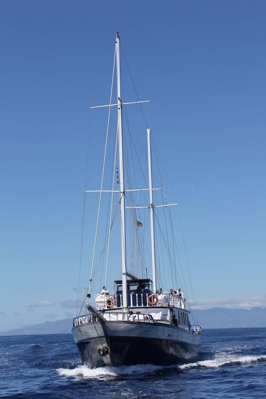 Pilot Whales & Dolphins