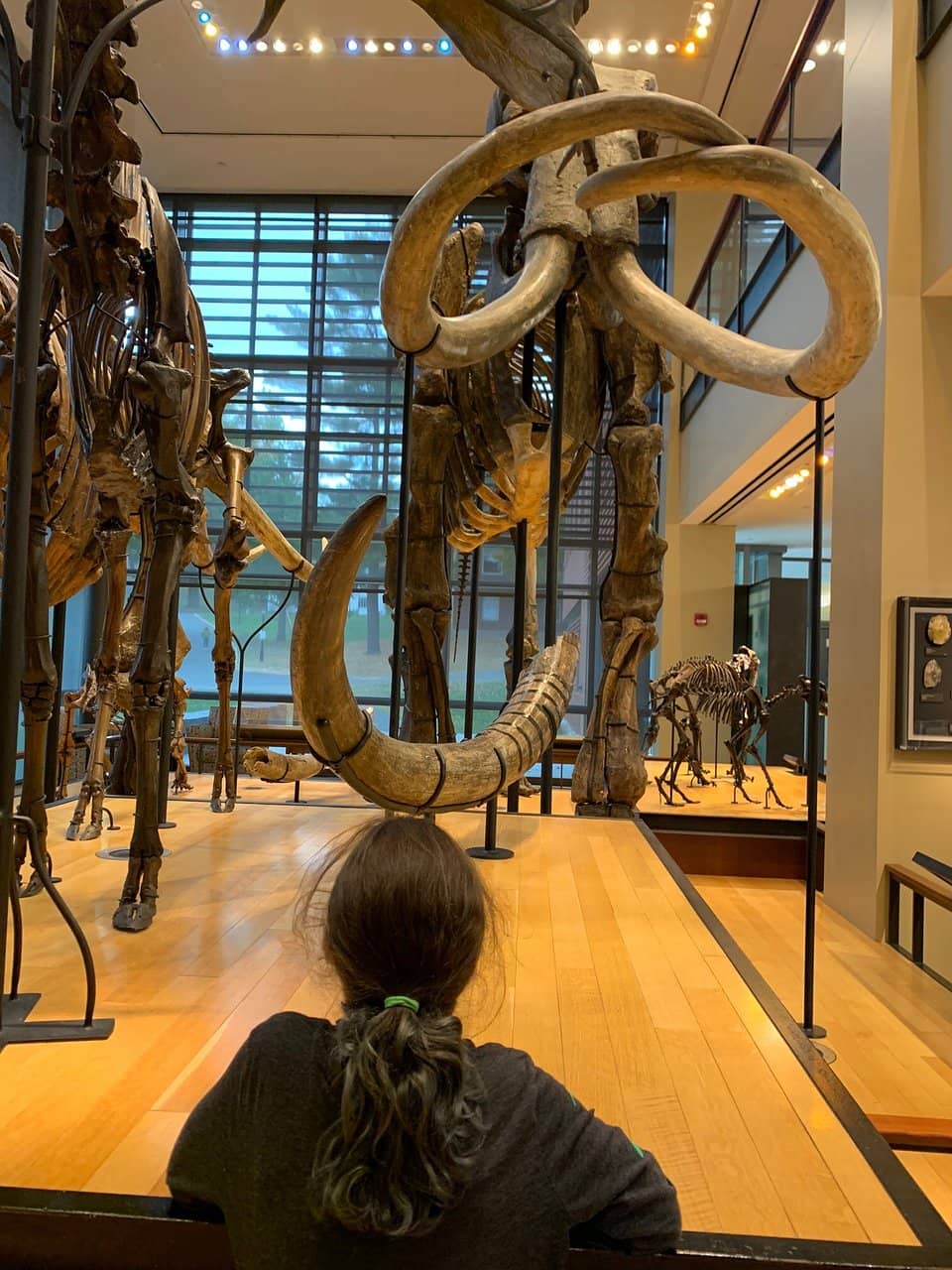 Fossil Skeletons