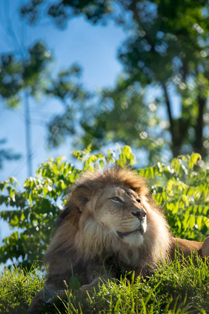 Bamboo Forest Playground