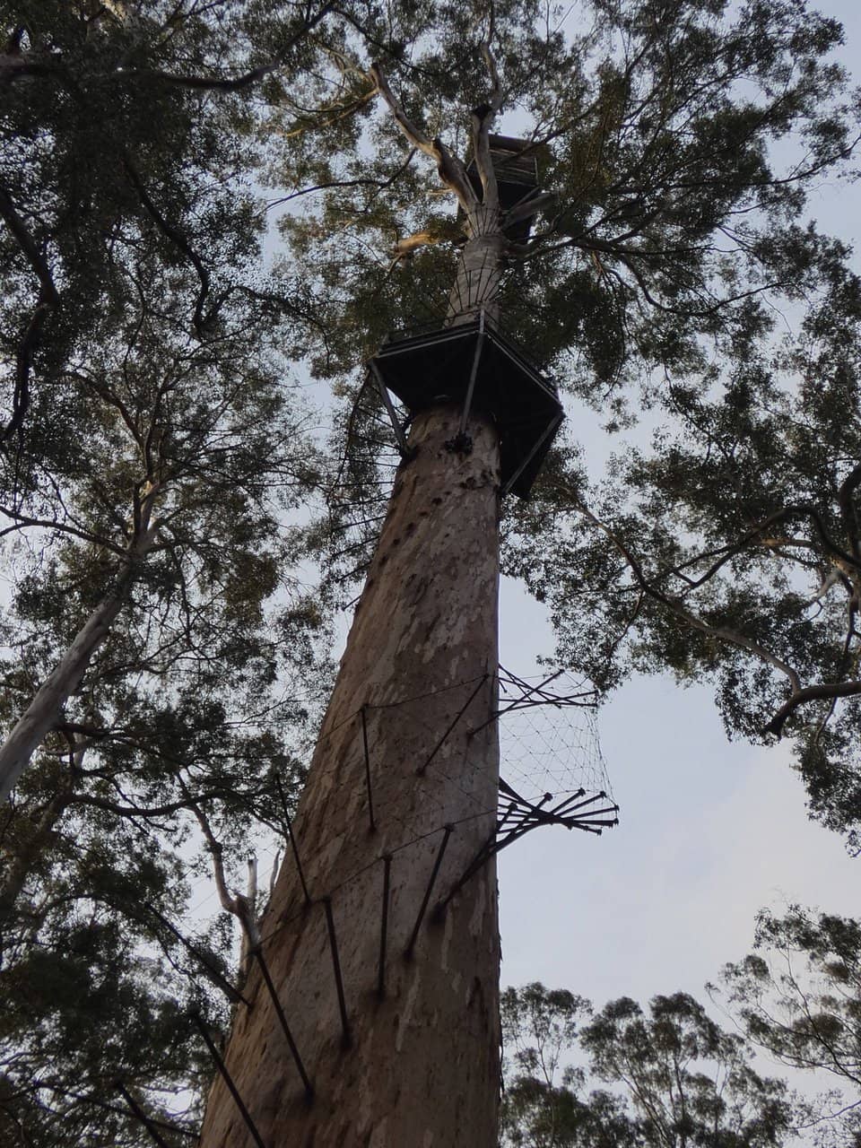 Dave Evans Bicentennial Tree