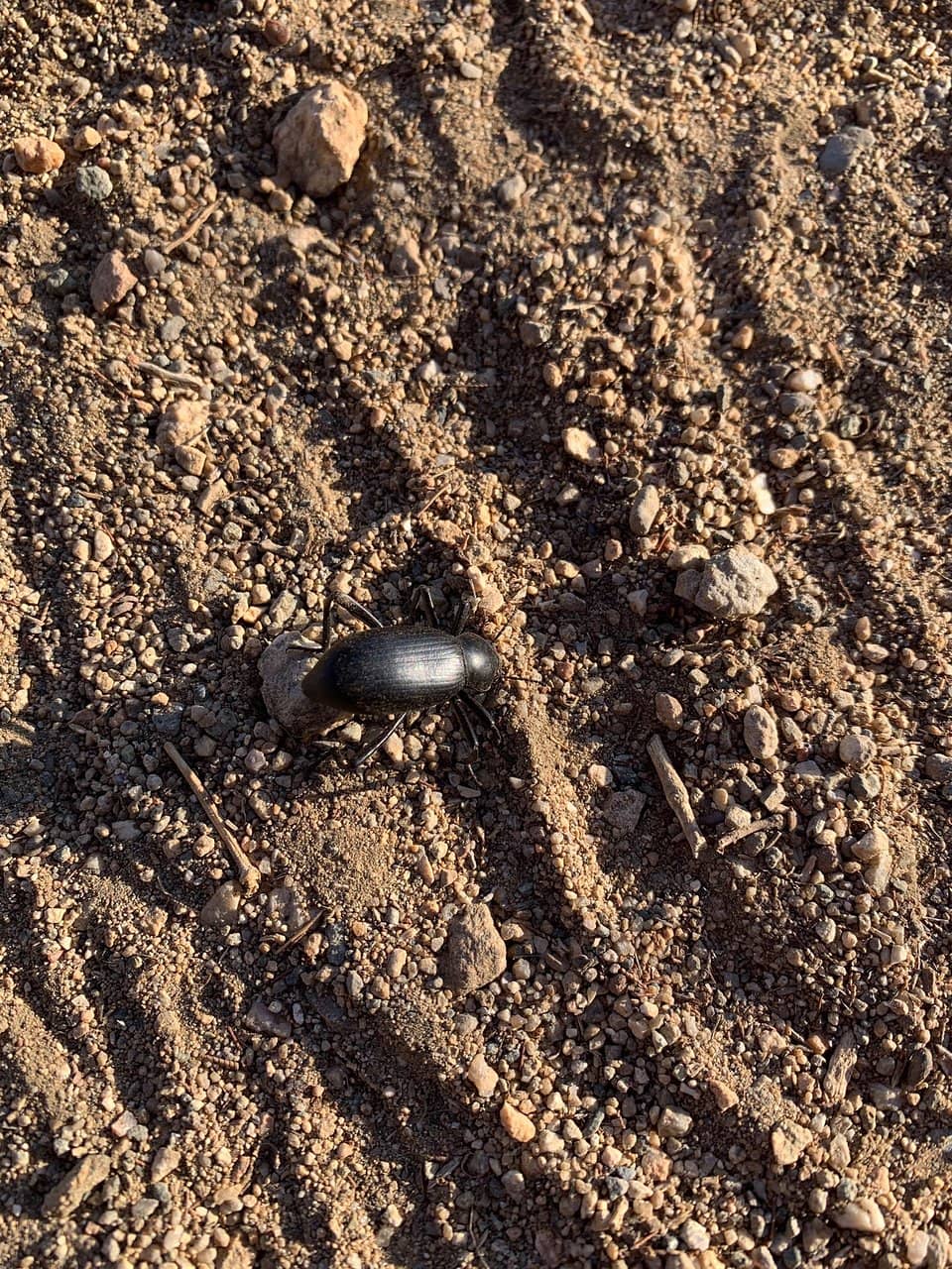 Lost Horse Loop Trail