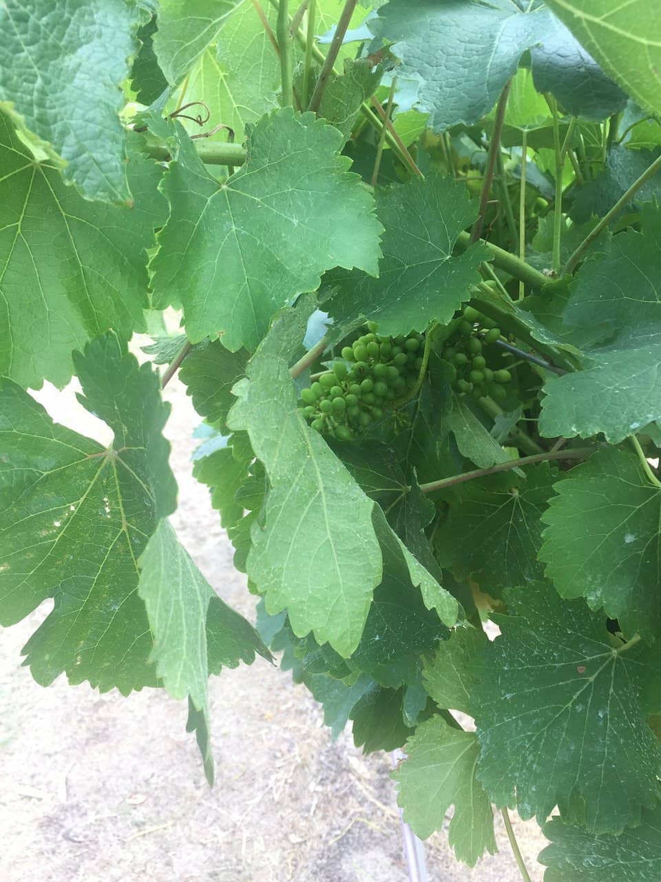 Local Wine Selection