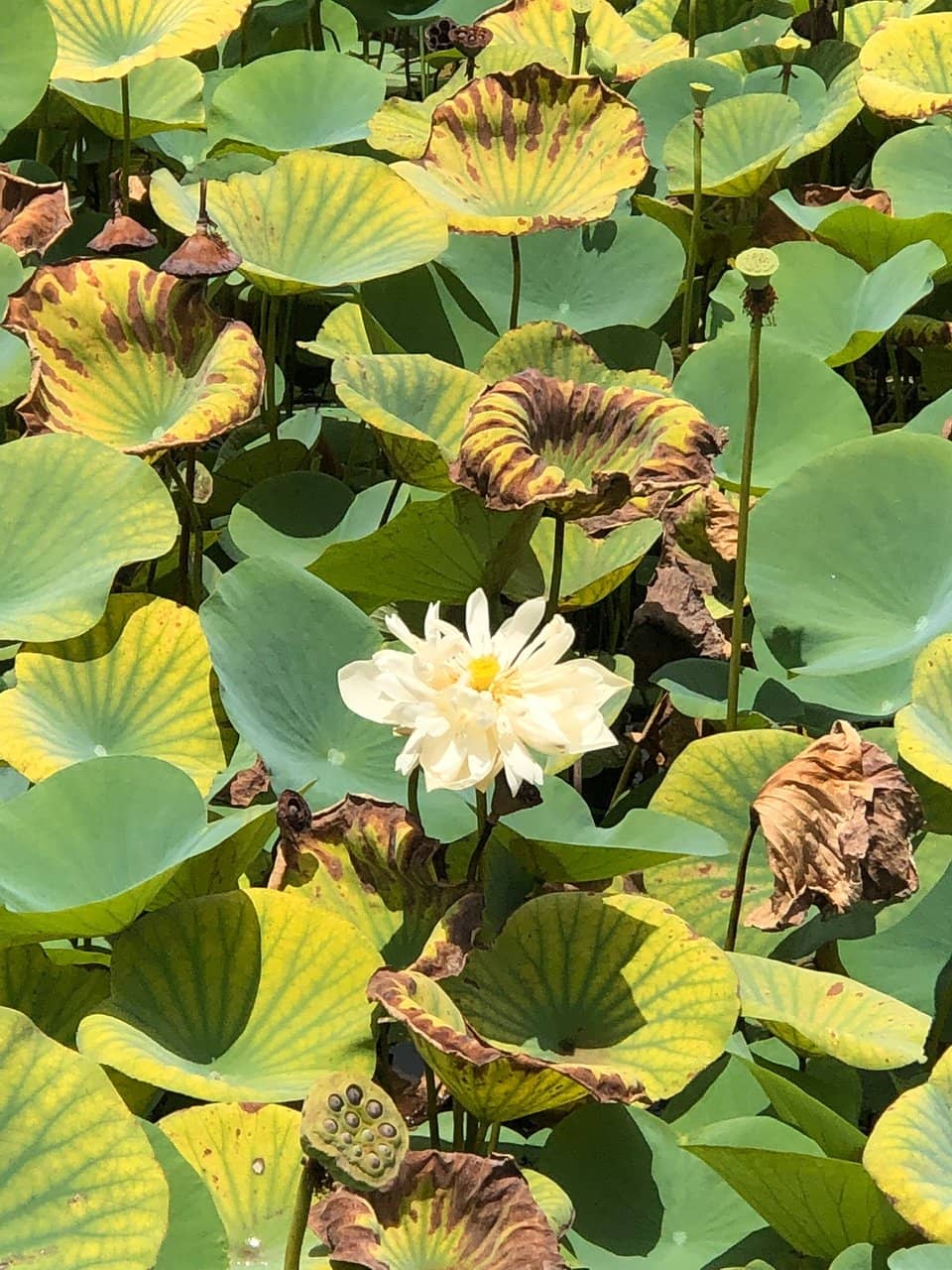 Coastal Gardens