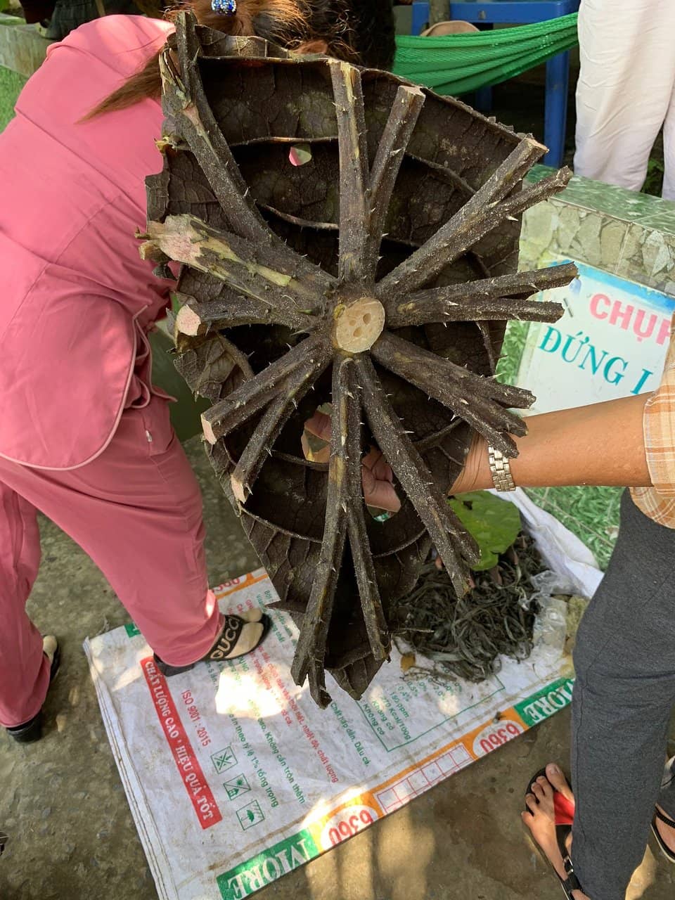 Serene Forest Boat Tour