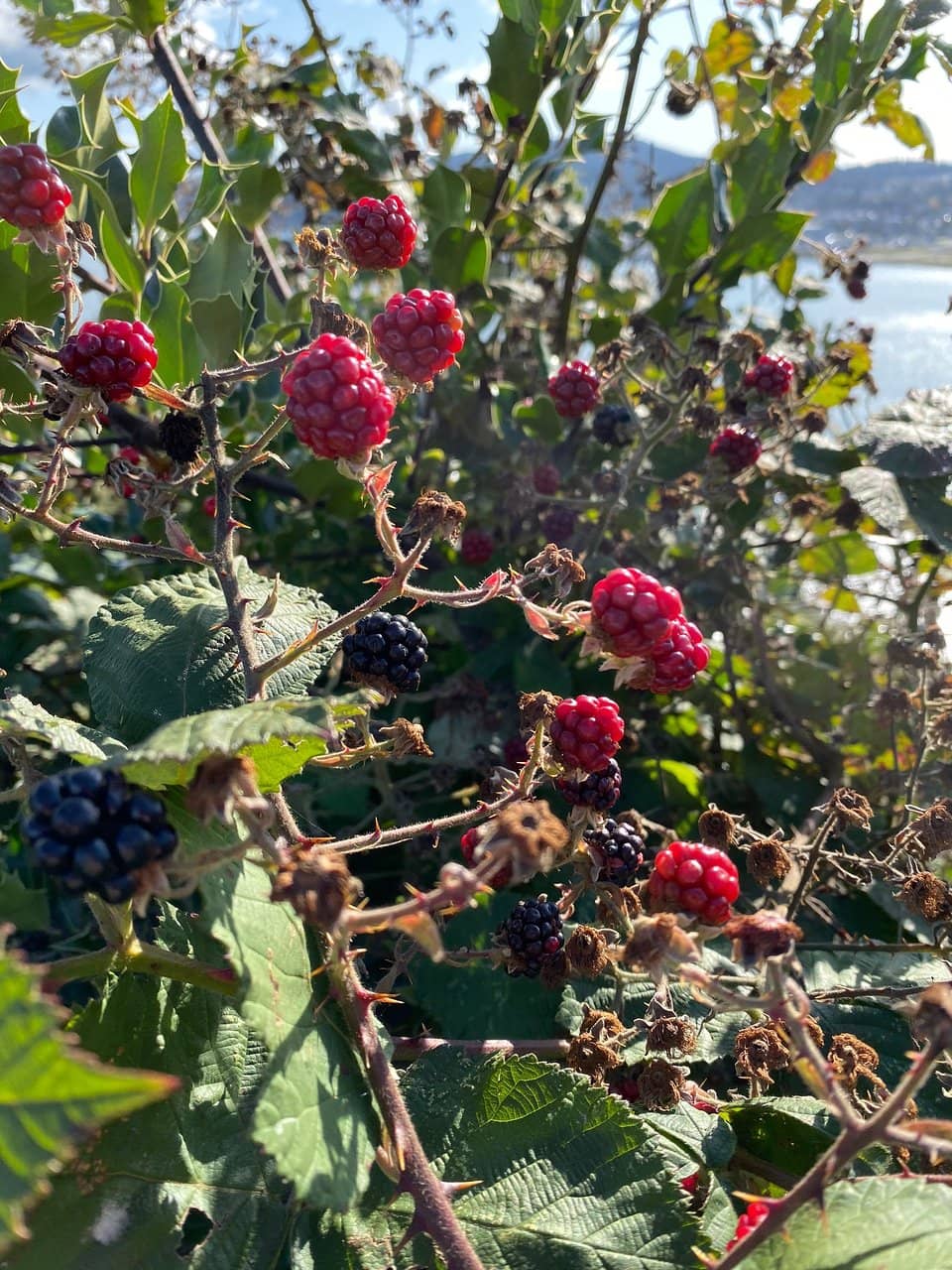 Newly Renovated Overlook