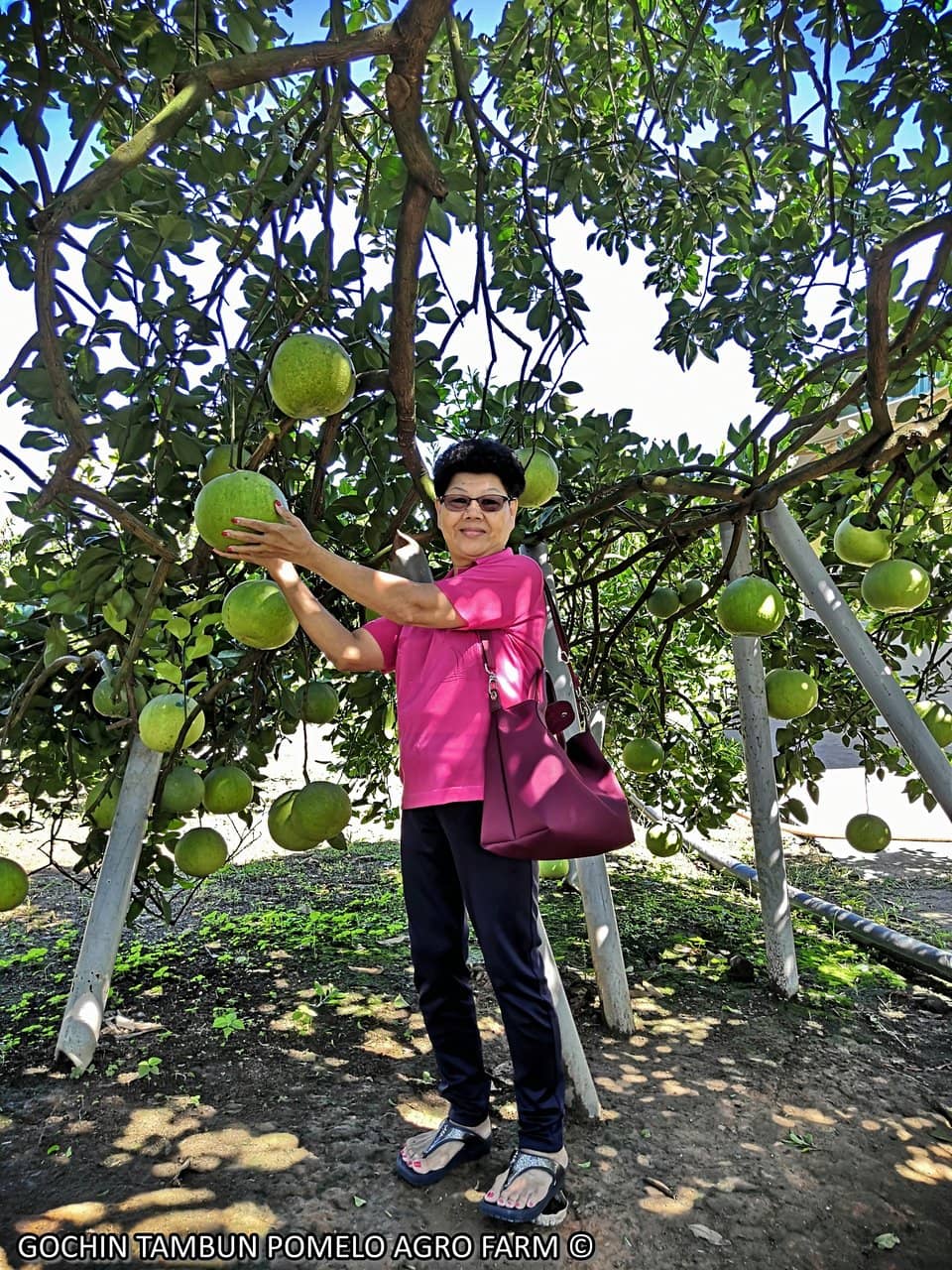 Orchard Walk