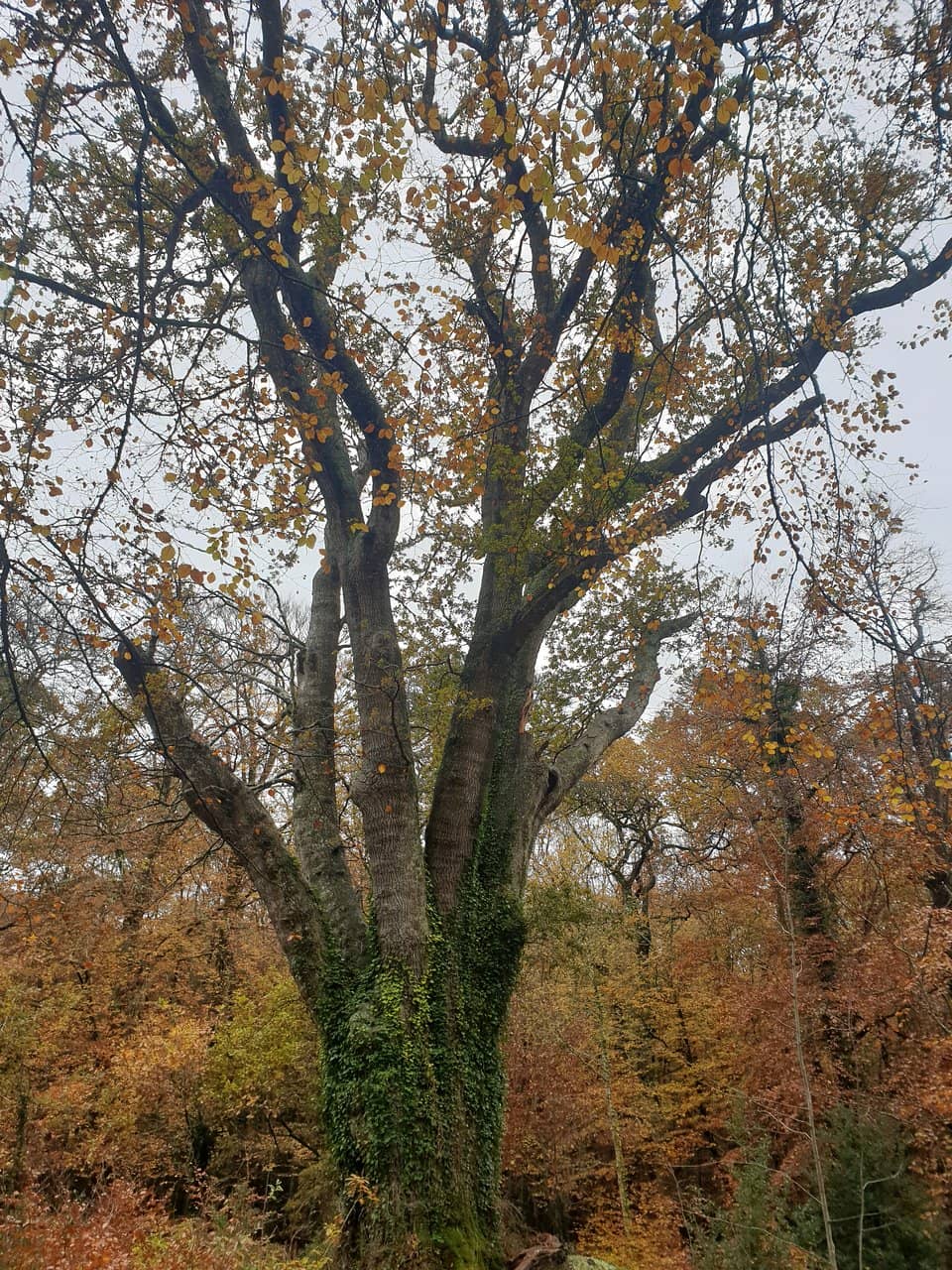 The Majestic Knightwood Oak