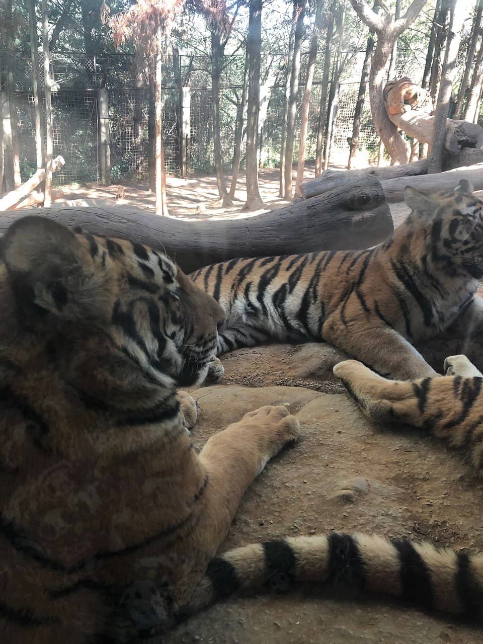 Giraffe Feeding Experience