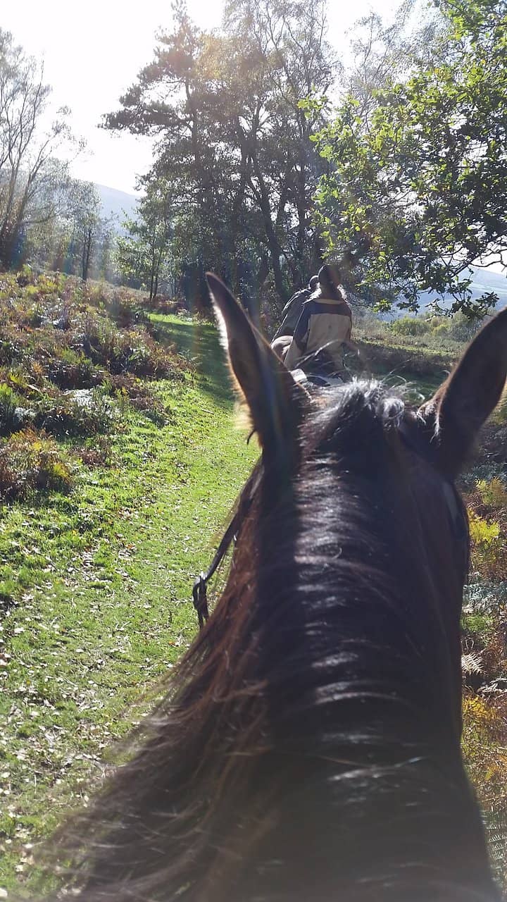 Birds of Prey Flying Experience