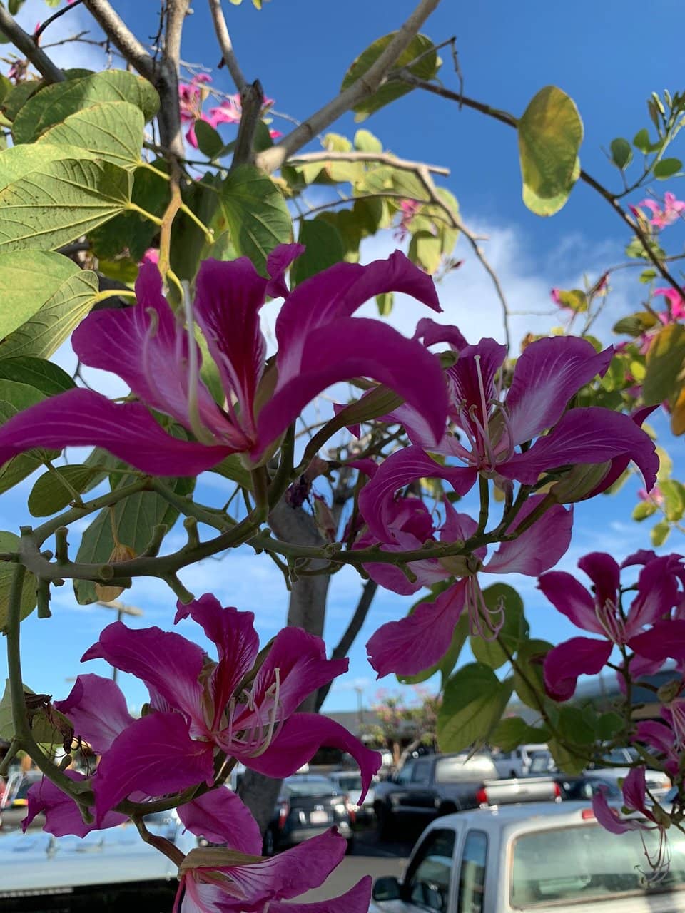 Fresh Island Produce