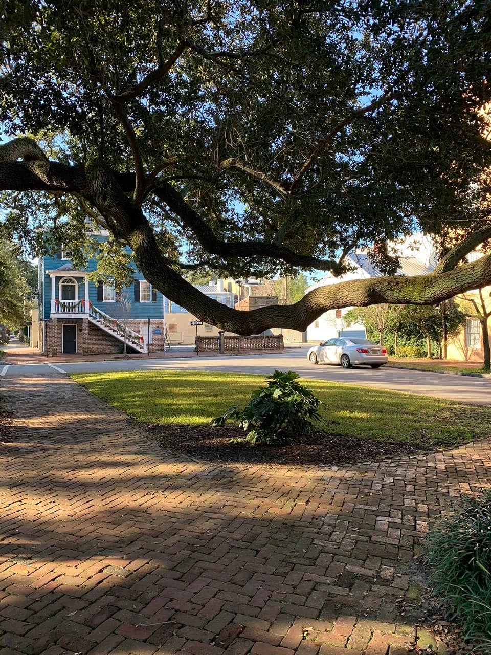 Historic Tree Canopy