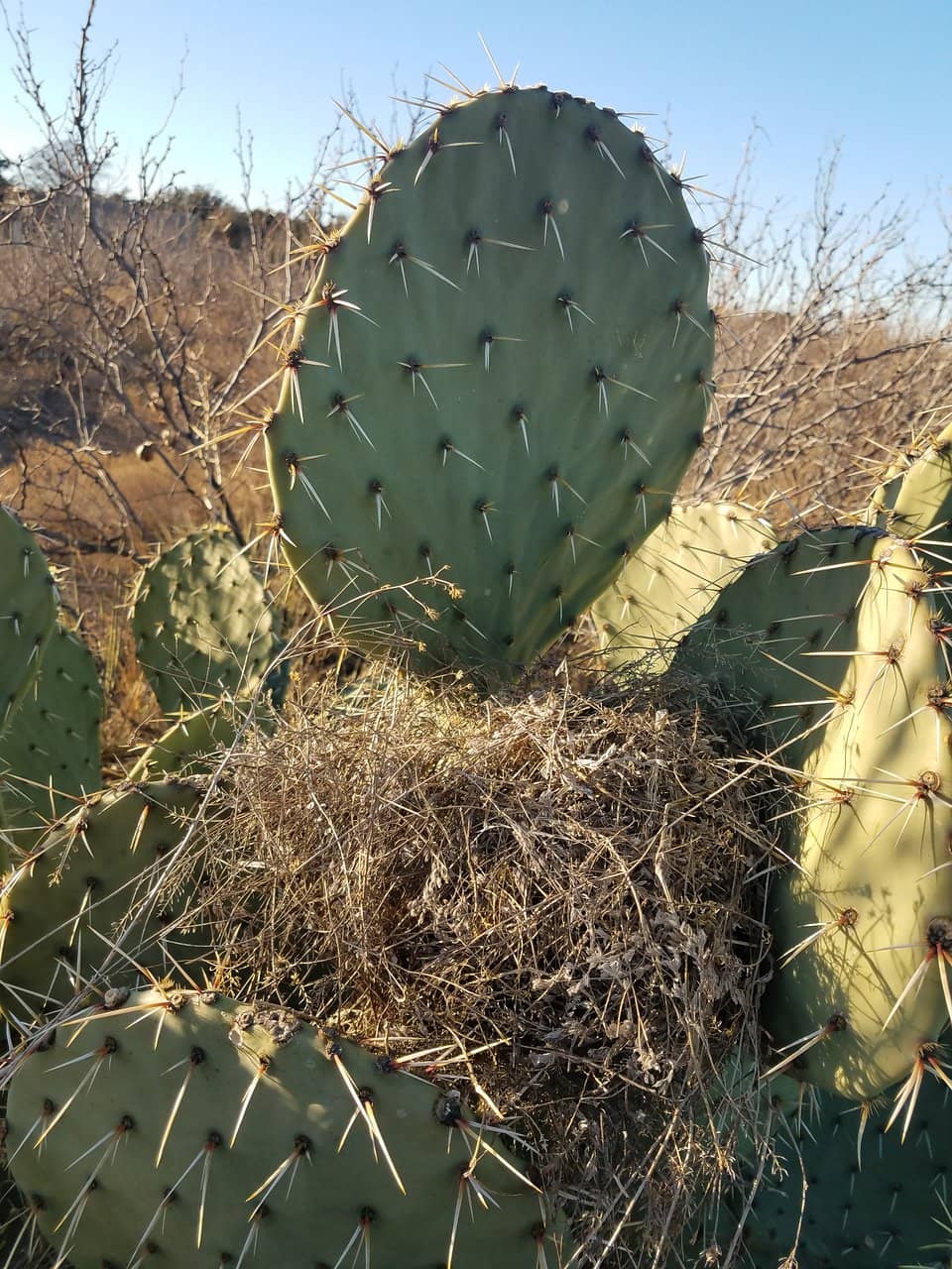 Native Plant Exhibits