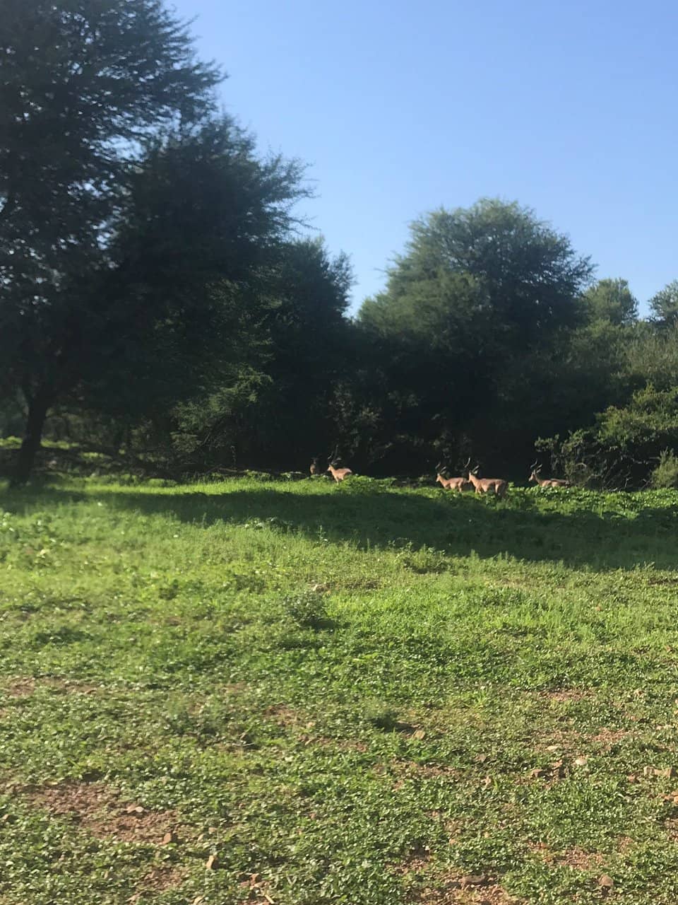 Flamingo Mornings