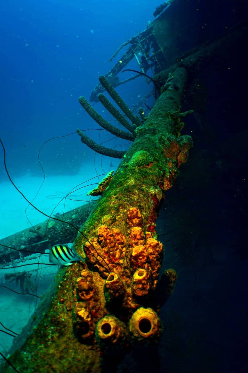 Abundant Marine Life
