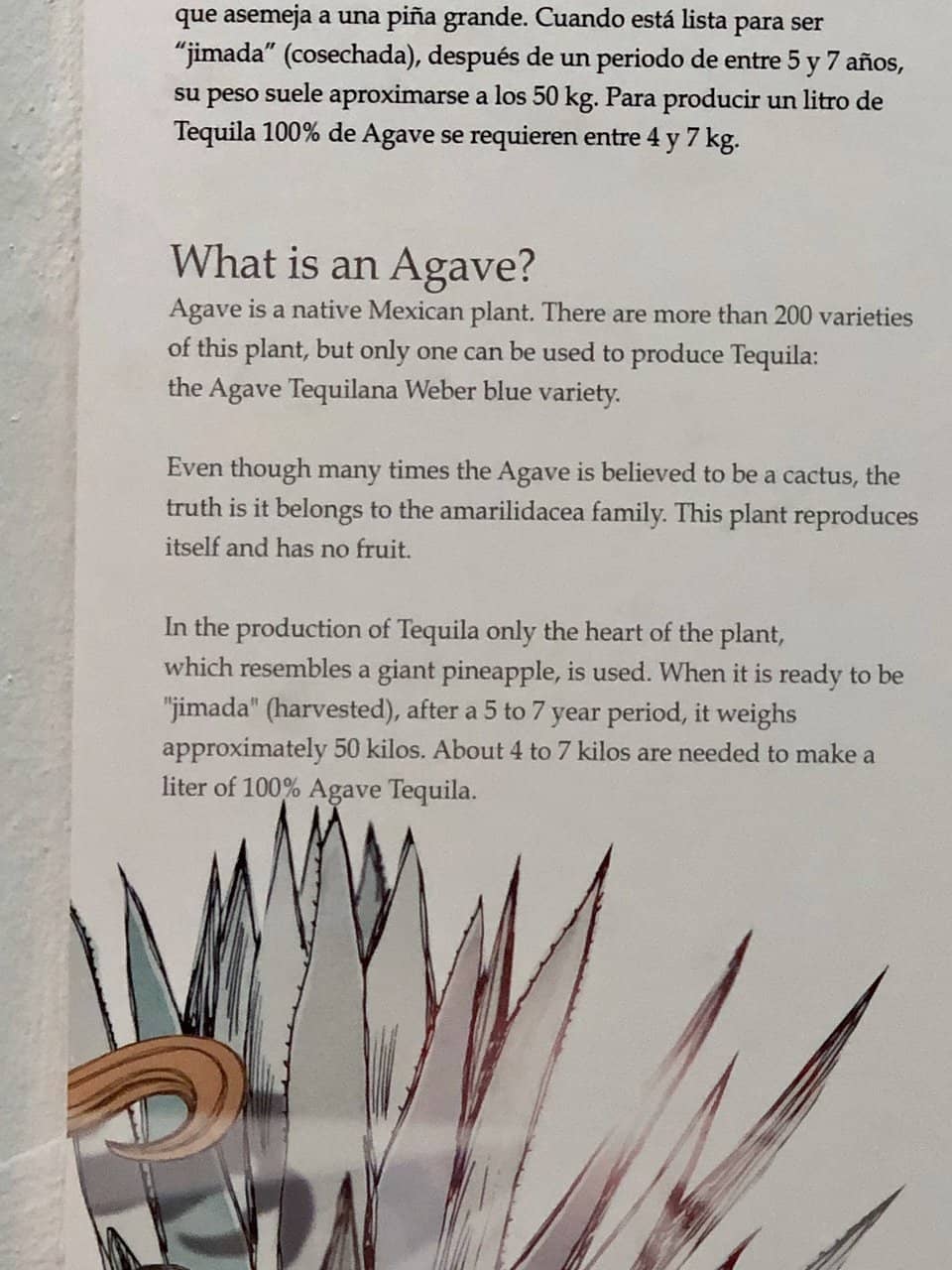 Tequila Tasting Experience