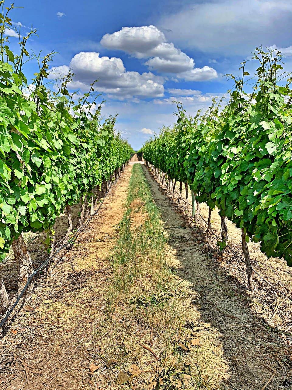 Unique Wine Tastings